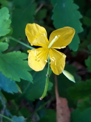 Chelidonium majus