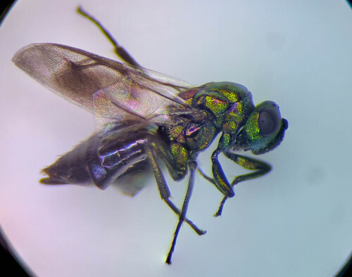 Ormocerus