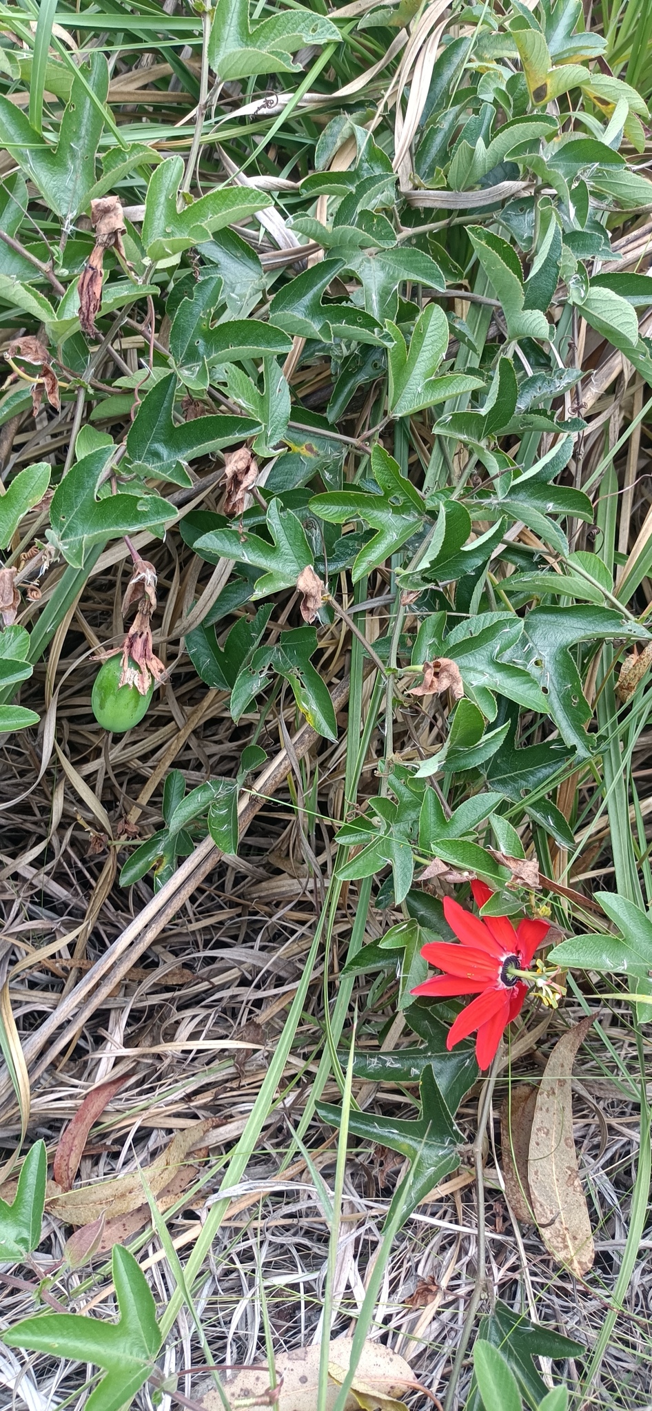 Imagem de Maracujá-vermelho