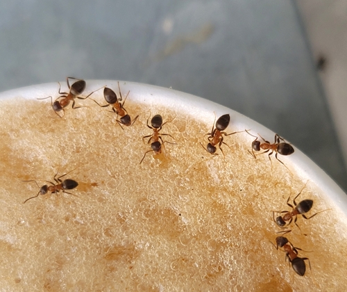 Zweifarbige Wegameise