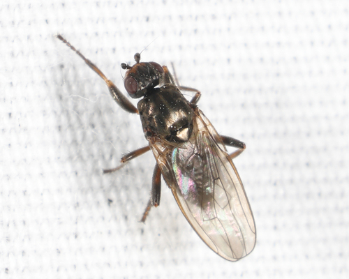 Copromyza equina observed 2025-04-21