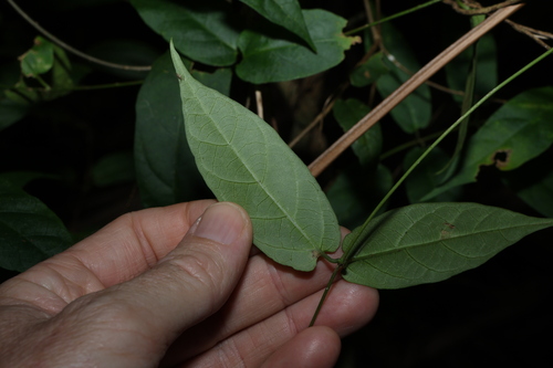 Image of Parsonsia ventricosa by (c) Greg Tasney, some rights reserved (CC BY-SA)