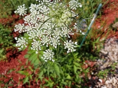 Daucus carota