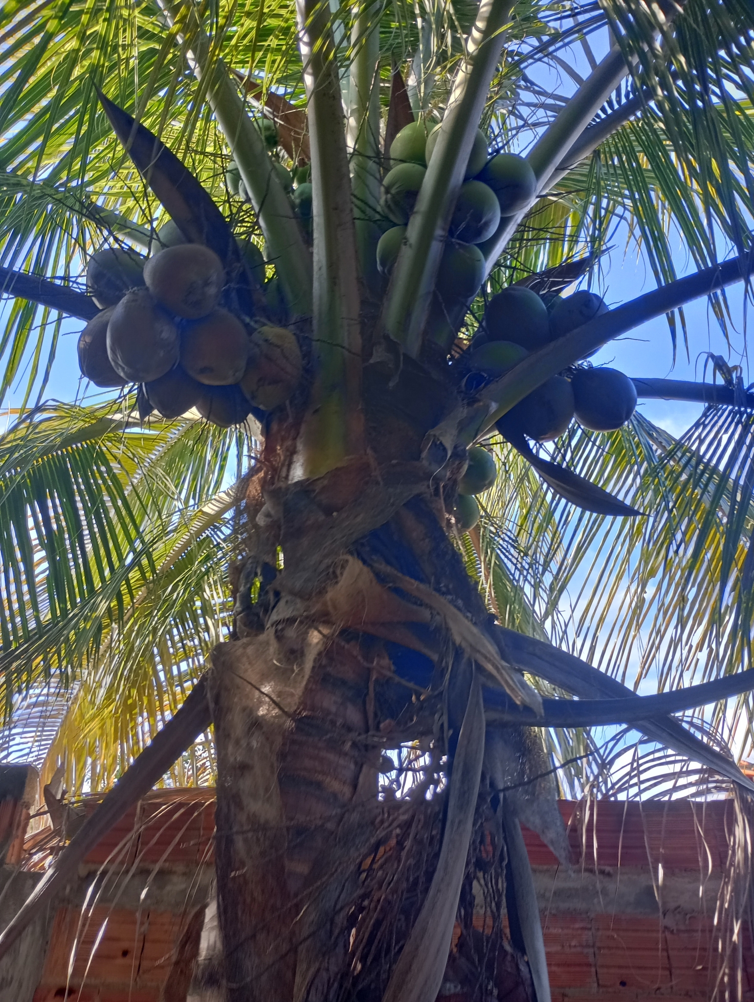 Cocos nucifera