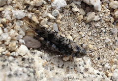 Circotettix shastanus