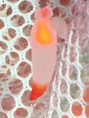 Clione limacina