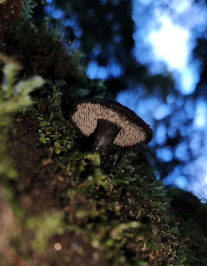 Neosarcodon carbonarius · April 2025 · photo: © archie_tarn (iNaturalist, cc-by)