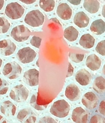 Clione limacina