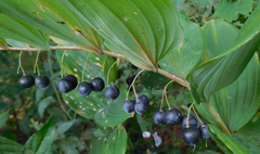 Polygonatum biflorum commutatum