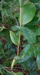 Polygonatum biflorum commutatum