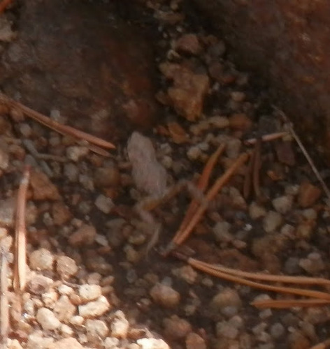 iNaturalist observation photo of Pacific chorus frog