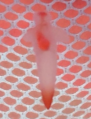 Clione limacina