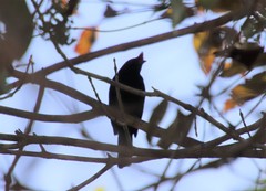 Antilophia galeata