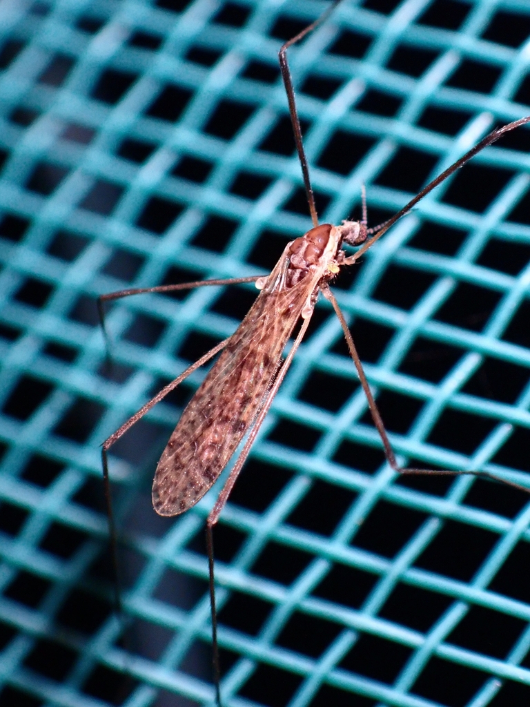 Rhipidia schwarzi