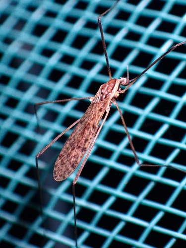 Rhipidia schwarzi