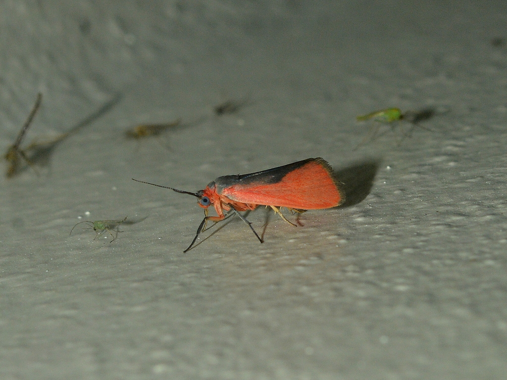 Cisthene rosacea