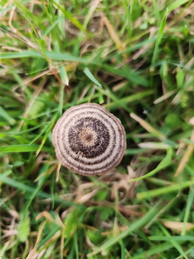 Entoloma perzonatum · April 2025 · photo: © archie_tarn (iNaturalist, cc-by)