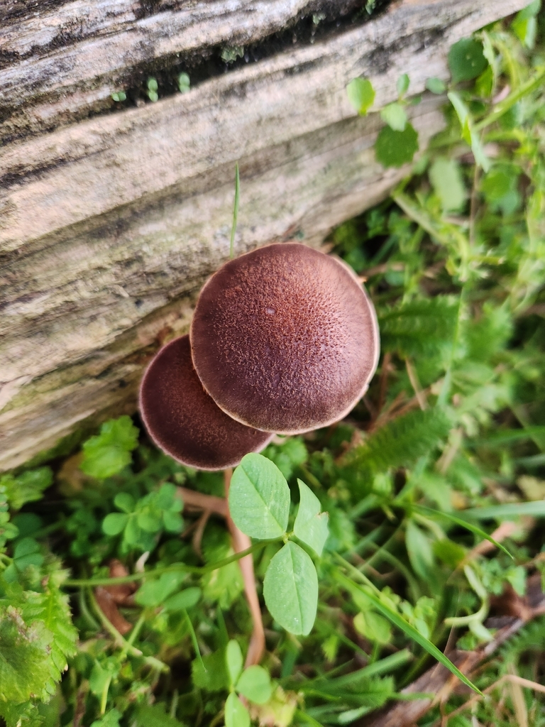Gymnopilus purpuratus
