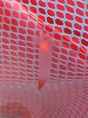 Clione limacina