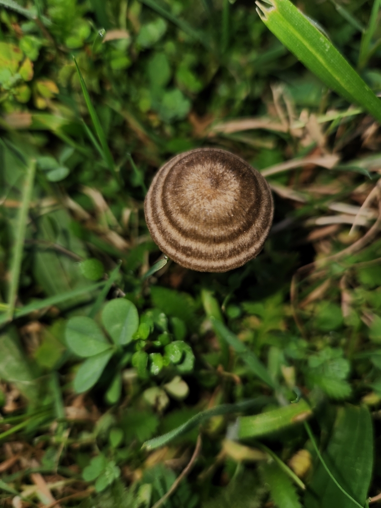Entoloma perzonatum · April 2025 · photo: © archie_tarn (iNaturalist, cc-by)
