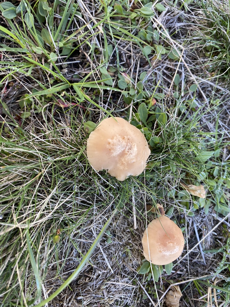 Marasmius oreades · April 2025 · photo: © bryn98283 (iNaturalist, cc0)
