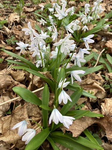 Scilla mischtschenkoana