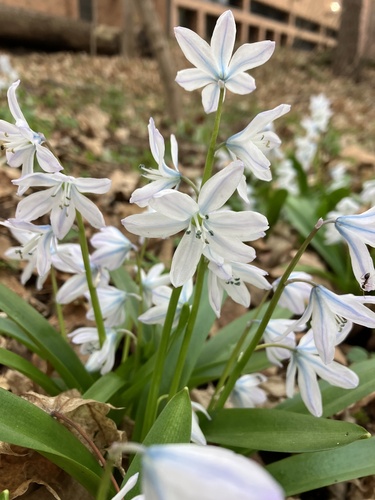 Scilla mischtschenkoana