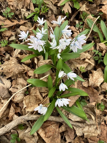 Scilla mischtschenkoana