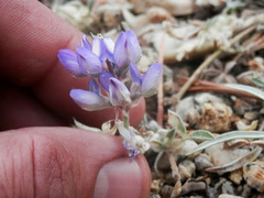 Lupinus lepidus