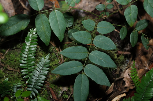 Image of Brachypterum involutum by (c) Greg Tasney, some rights reserved (CC BY-SA)