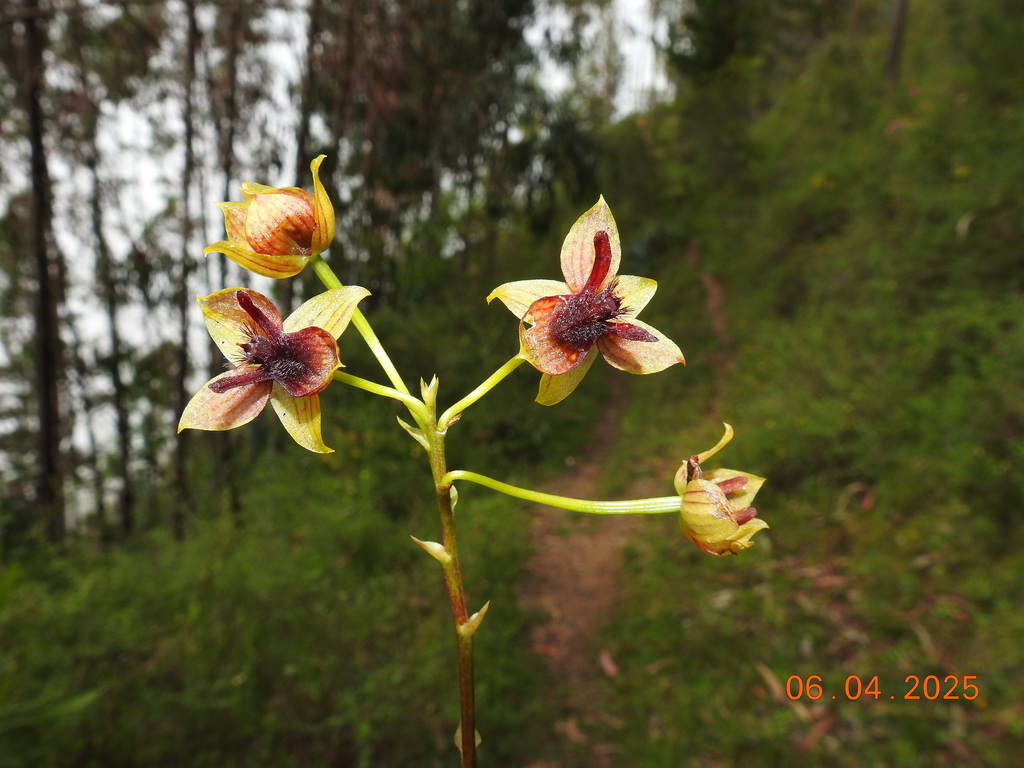 Trichoceros hajekiorum
