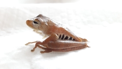 Boana calcarata
