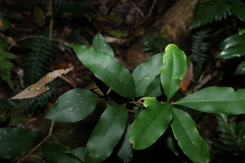 Image of Notelaea johnsonii by (c) Greg Tasney, some rights reserved (CC BY-SA)