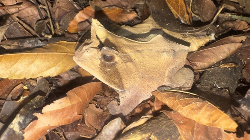 Linhares Smooth Horned Frog, Proceratophrys laticeps