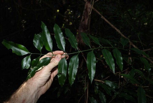 Image of Owenia cepiodora by (c) Greg Tasney, some rights reserved (CC BY-SA)