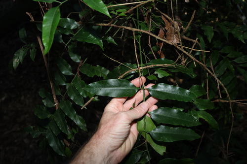 Image of Owenia cepiodora by (c) Greg Tasney, some rights reserved (CC BY-SA)