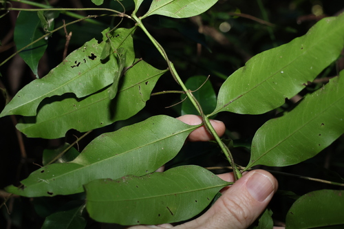 Image of Owenia cepiodora by (c) Greg Tasney, some rights reserved (CC BY-SA)