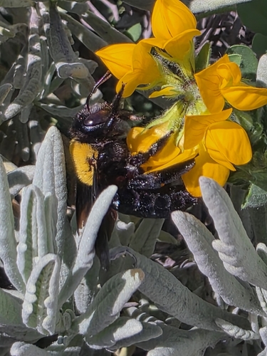 Pubescent Carpenter Bee photo 3