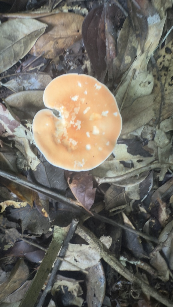 Leucopaxillus gracillimus