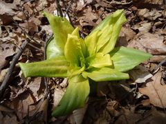 Frasera caroliniensis