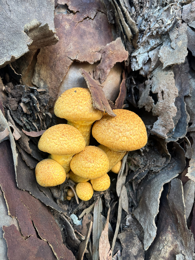 Gymnopilus junonius · April 2025 · photo: © neilfws (iNaturalist, cc-by)