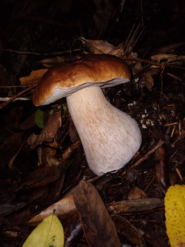Boletus edulis · April 2025 · photo: © robert42956 (iNaturalist, CC)