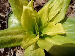 Frasera caroliniensis