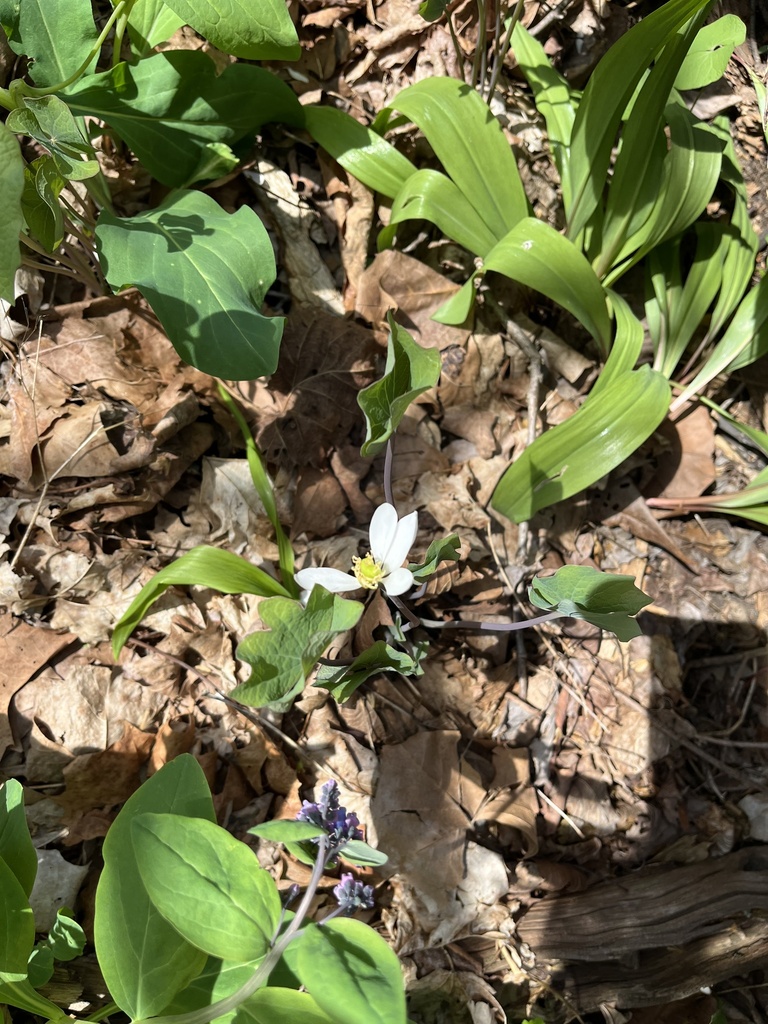 Jeffersonia diphylla, Cuyahoga Valley National Park, Peninsula, OH, US