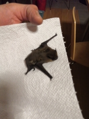 Pipistrellus