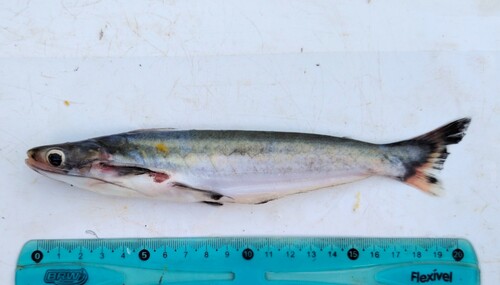 Bonebarbel woodcat (Auchenipterus osteomystax) — Auchenipteridae — 3