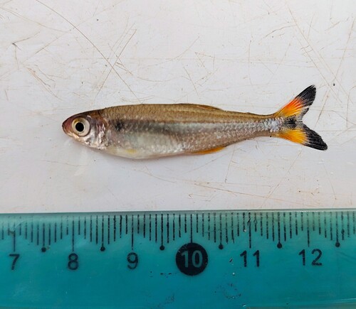 Bonita tetra (Moenkhausia bonita) — Characidae — 3