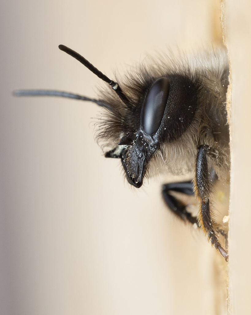 Red mason bee (Osmia bicornis)