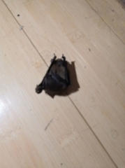Pipistrellus