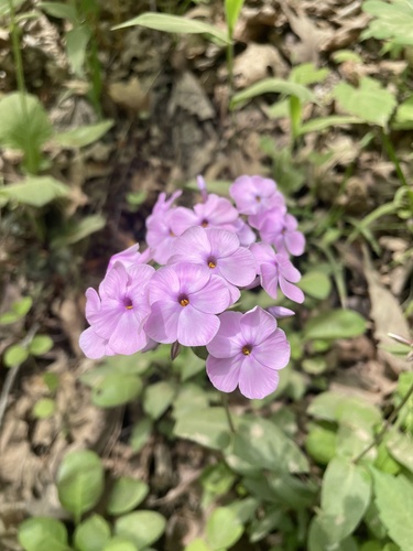 wideflower phlox (Phlox ovata)